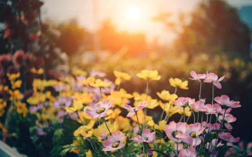 Wiosenna roślinność pod światło: Jak wybrać i pielęgnować rośliny do cienistych miejsc w ogrodzie
