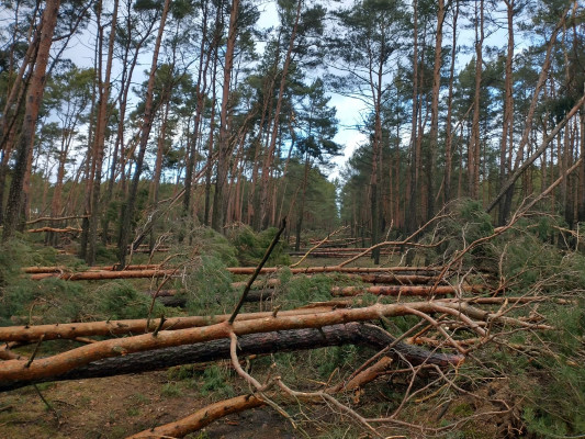 Lasy w naszym regionie ucierpiały w czasie wichur. Wstępnie oszacowano straty