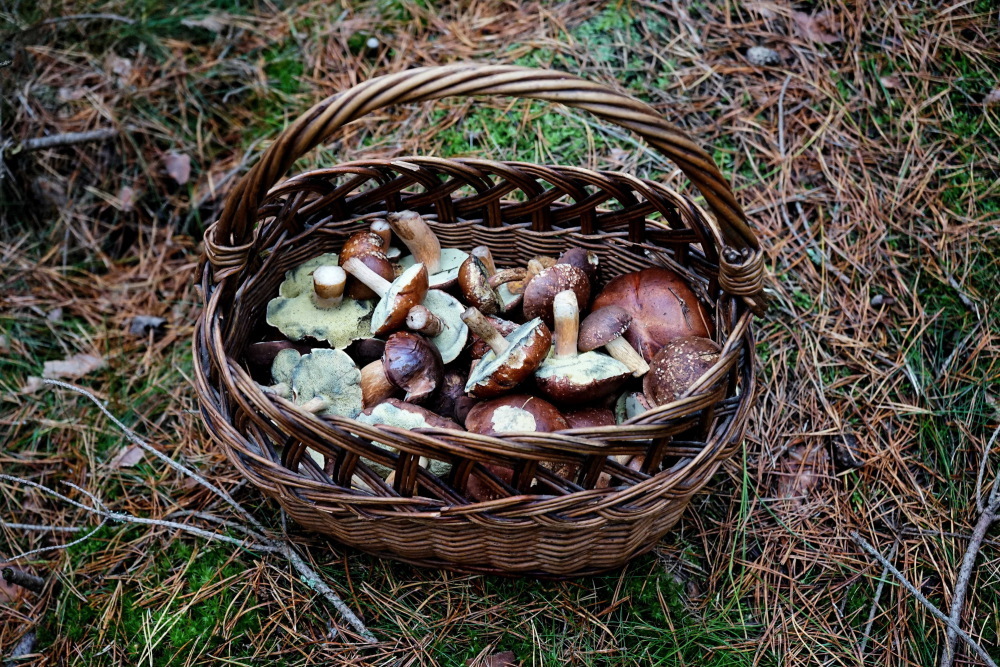 Meteorolog IMGW: we wrześniu dobra pogoda dla grzybiarzy