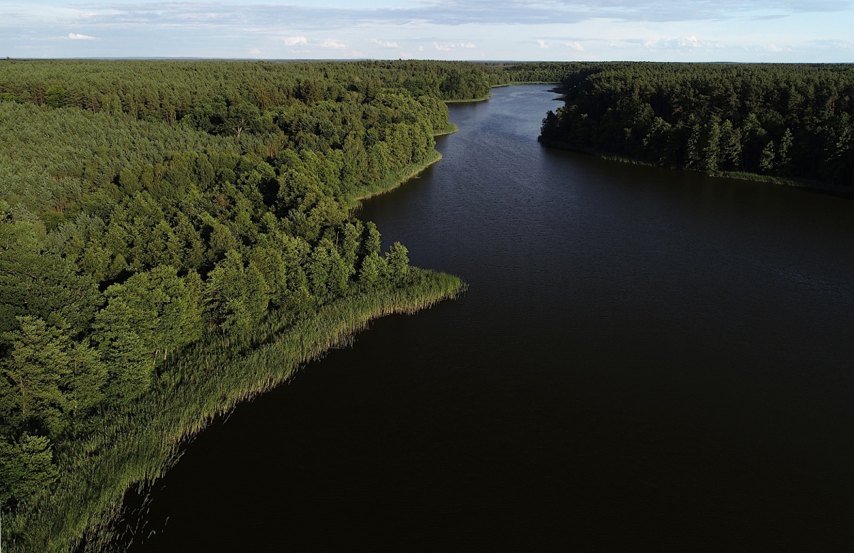 Sprawdź swoją wiedzę o lasach Nadleśnictwa Koło - dołącz do quizu!