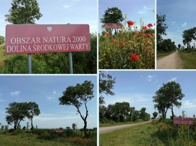 Nasz skarb natury. Obszar Natura 2000 Dolina Środkowej Warty [ZDJĘCIA]