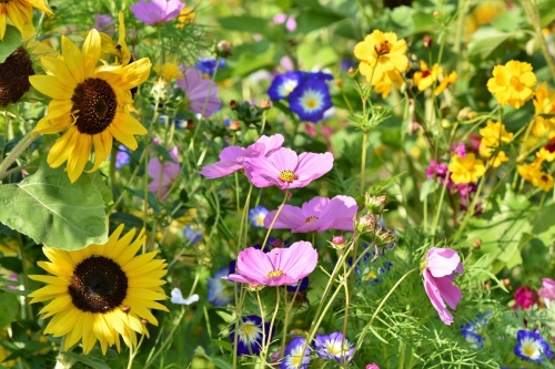 Czerwcowe porady dla ogrodników: Jak dbać o rośliny w upalne dni?