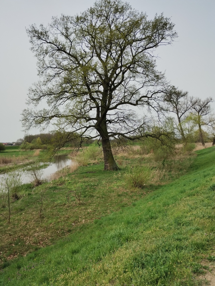 Dąb Kazimierz nowym Pomnikiem Przyrody w Kole