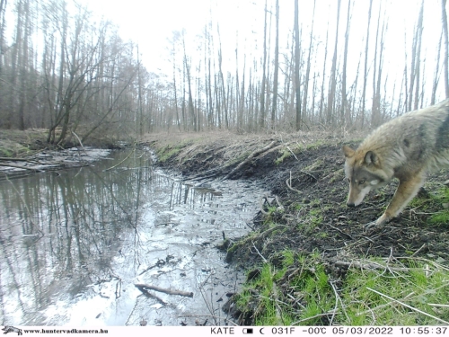 Wilk zarejestrowany na fotopułapce w kolskim lesie!