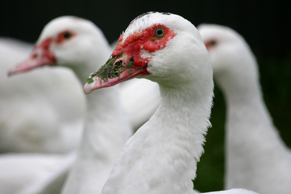 Kolejne ognisko ptasiej grypy w powiecie kolskim! 9 tysięcy kaczek do zagazowania