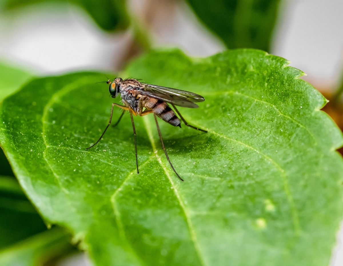 Komary: walka z uciążliwymi owadami
