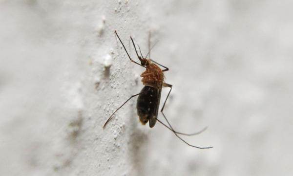 Spółdzielnia walczy z plagą komarów