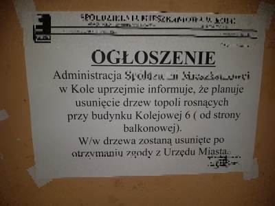 List od czytelnika: Sprzeciw przeciwko wycince drzew