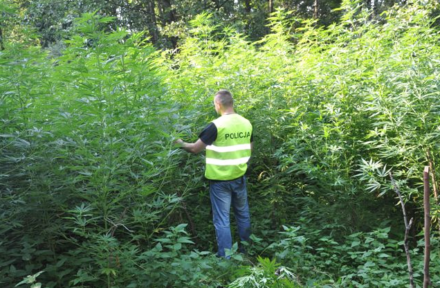 DĄBIE: Zlikwidowano ogromną plantację marihuany [VIDEO]