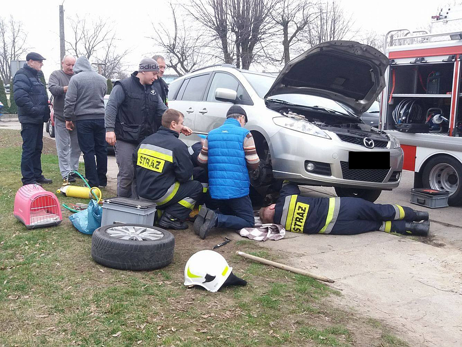 KŁODAWA: Strażacy uwolnili uwięzionego kota pod podwoziem