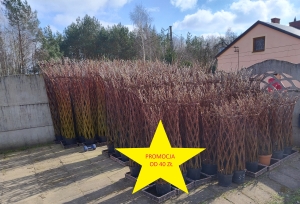 wierzba pleciona, drzewko wierzba pleciona
